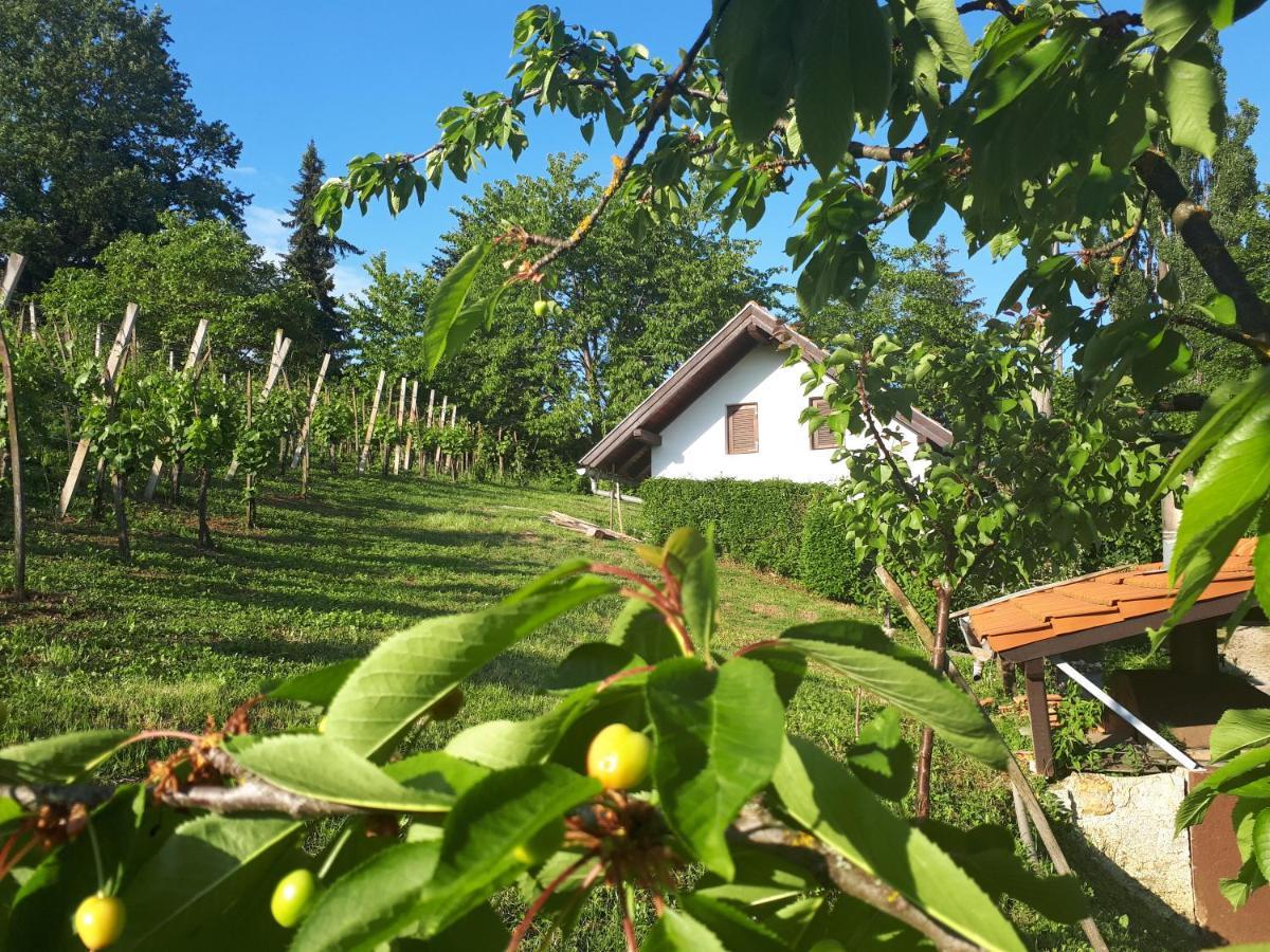 Cesargradska Klet Daire Tuhelj Dış mekan fotoğraf